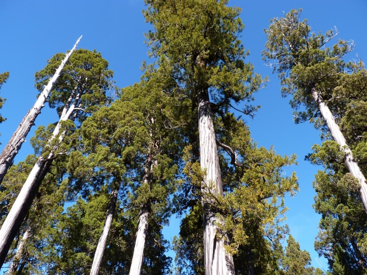 Fitzroya Cupressoides