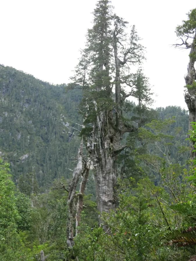 Alerce milenario en el bosque de Lenca