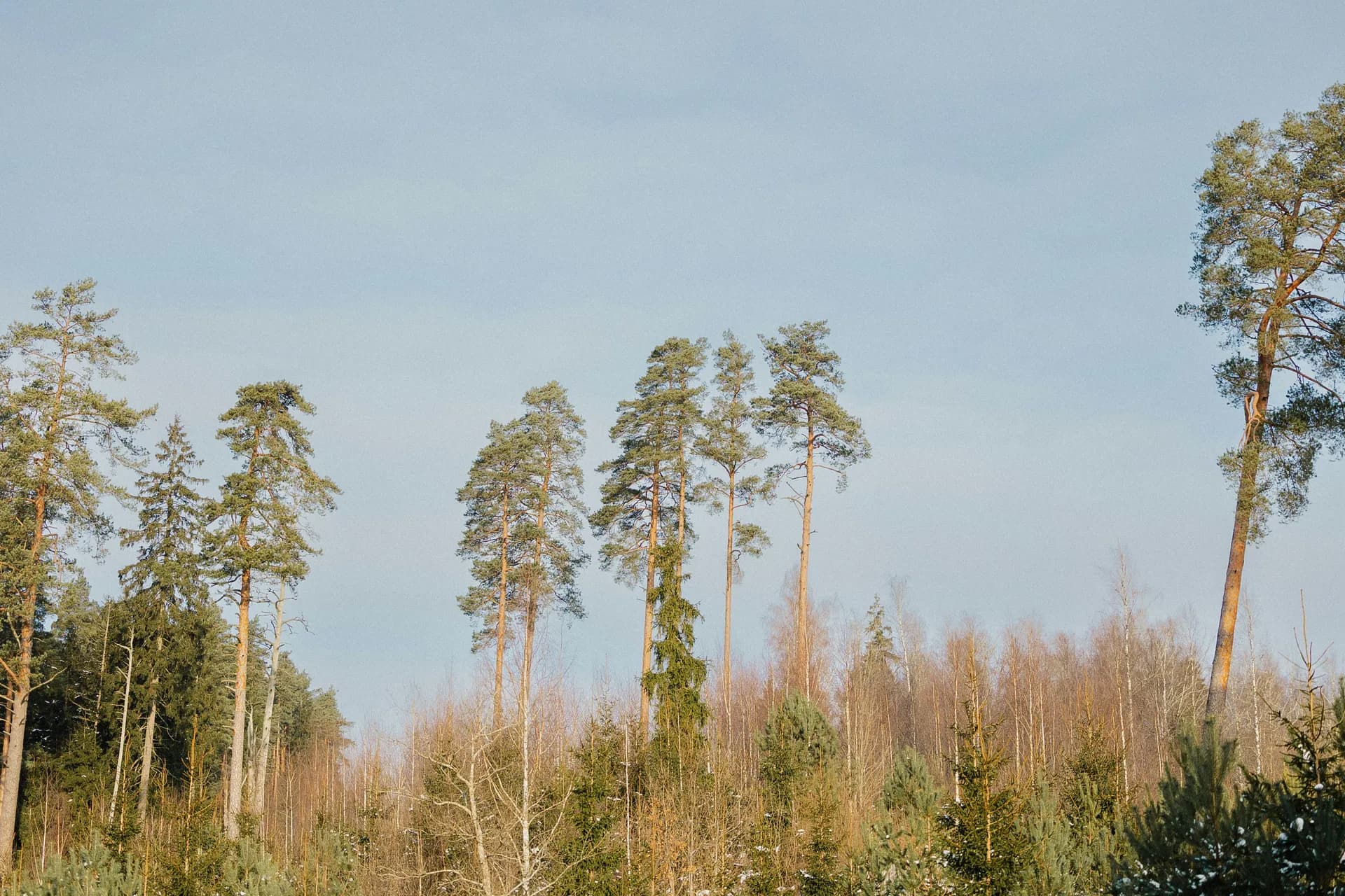 Naturaleza y desarrollo sustentable